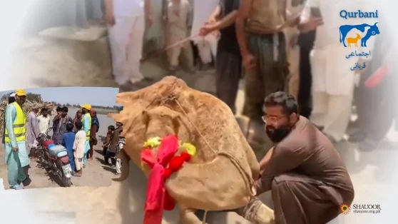 Qurbani | Shauoor Maan Ghar | Eid Celebrations | Eid-ul-Adha 2024 | عید قربان پر شعور کے ساتھ خوشیاں بانٹیں