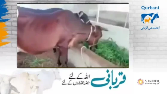 Shauoor Welfare Foundation brings the joy of Qurbani