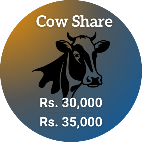 cow-share-shauoor-qurbani-2026-eid-ul-adha-2026