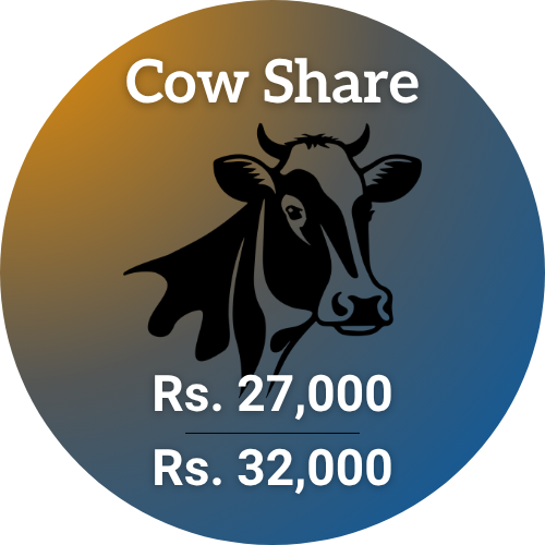 eid-ul-adha-2026-shauoor-qurbani-2026-cow-share-27k-32k
