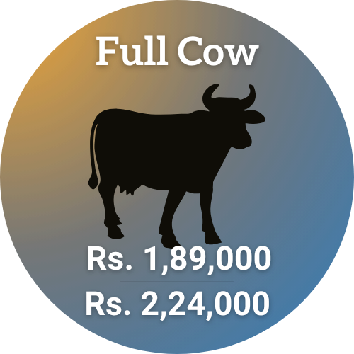 eid-ul-adha-2026-shauoor-qurbani-2026-full-cow-189k-224k