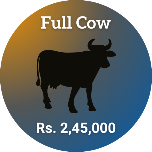 eid-ul-adha-2026-shauoor-qurbani-2026-full-cow-245k