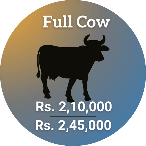 full-cow-shauoor-qurbani-2026-eid-ul-adha-2026