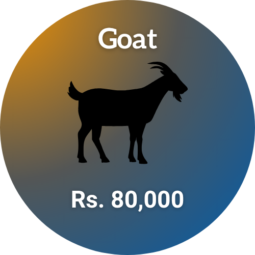 goat-shauoor-qurbani-2026-eid-ul-adha-2026