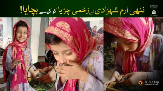 Little Iram & Injured Sparrow